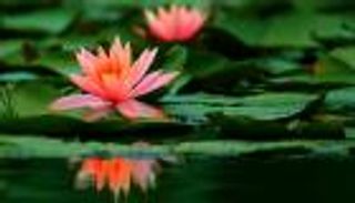 زنابق الماء تتفتح في حديقة يوهو الصينية