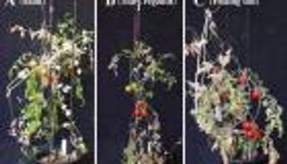 الطماطم ازدهرت.. نتائج مذهلة لتجربة زراعية «على المريخ»