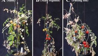 جانب من التجربة 