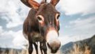 اليوم العالمي للحمير.. سر الاحتفاء بـ«الحيوان الدؤوب»