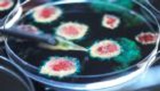 «يصعب إيقافها».. سلالة كوفيد FLiRT الجديدة تثير المخاوف