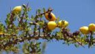 اليوم الدولي لشجرة الأرغان 2024.. تغير المناخ يهدد بقاء «الذهب الأخضر»