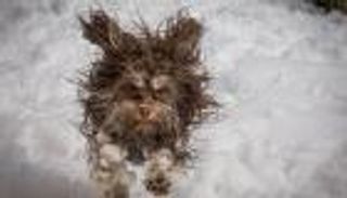 الحيوانات الأليفة الكوميدية.. صور تجبرك على الابتسامة