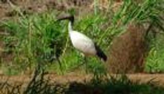 تنفرد بـ13 نوعا.. عدن وجهة مميزة لـ«الطيور المهاجرة»