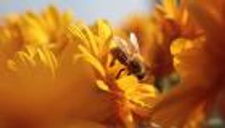 اليوم العالمي للنحل 2024.. نداء للشباب لإنقاذ «حارس النظام البيئي»