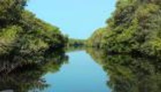 اليوم العالمي للتنوع البيولوجي.. الإمارات حصن الطبيعة