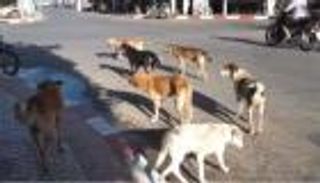 الكلاب «آكلة الجثث» بالخرطوم.. روايات صادمة عن «سُعار» الحرب