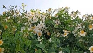 صورة لشجرة النسرين بجبال زغوان