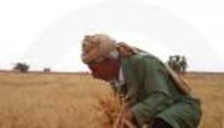 محصول الحبوب في تونس يعبر مأساة الجفاف.. موسم وفير الحصاد