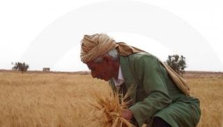 القمح ـ تعبيرية