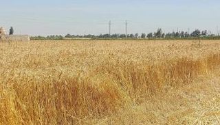 زراعة القمح في مصر