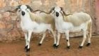 الخراف في سوريا تخضع للتجميل.. صبغة شعر وبوتوكس