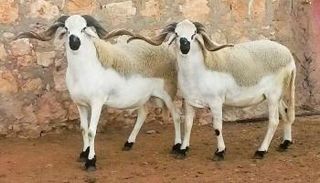 تزوير سلالات الخراف بسوريا