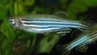 الصين تختبر صحة الأسماك في الفضاء.. نتائج مفاجئة