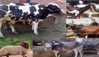 أسعار الأضاحي 2024 في مصر