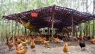 تربية 100 ألف دجاجة.. حلم أصبح واقعا في الصين