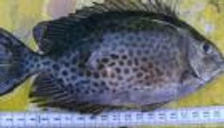 سمكة الأرنب تثير رعبا بمصر.. «فيها سم قاتل»