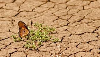 أرض زراعية تعاني من التصحر