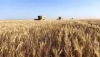 تونس سعيدة بمحصول متواضع من الحبوب.. موسم أقل قسوة