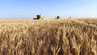 صورة من انطلاق موسم الحصاد
