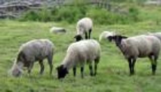 ما هي شروط صك الأضحية 2024 وأسعاره في مصر والسعودية والإمارات؟