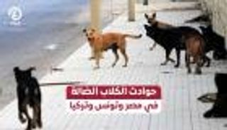 حوادث مرعبة للكلاب الضالة في مصر وتونس وتركيا