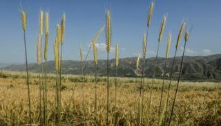 زراعات من القمح - المصدر فاو