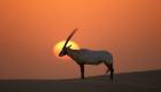 إنجاز جديد.. إدراج 9 مواقع مهمة للتنوع البيولوجي عالمياً في الإمارات