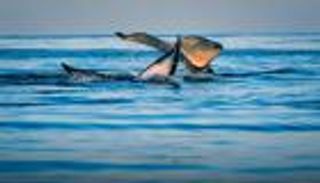 اليوم العالمي للمحيطات.. 70% من سطح الأرض «تحت التهديد»