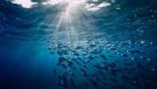 مفاجأة «فاو» بشأن الإنتاج السمكي.. قفزة نحو «التحول الأزرق»