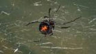 تطوير أول أجسام مضادة بشرية لتحييد سم «الأرملة السوداء»