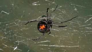 عناكب الأرملة السوداء