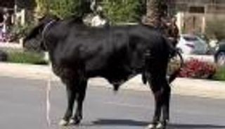 طرائف الأضاحي في مصر.. ثور هارب يعطل المرور ويهشم السيارات