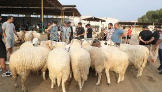 أضاحي العيد في تونس