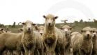 عيد السودان المأزوم.. أضحى بلا أضاح في بلد «الثروة الحيوانية»