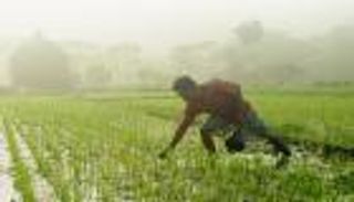 تونس «الجافة» تحلم بمواسم الأرز الإندونيسي.. أول عملية استمطار