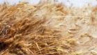 ذهب مصر الأصفر.. كم تكفي أرصدة القمح الحالية احتياجات المواطنين؟