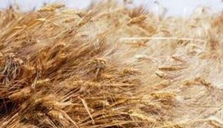 محصول القمح - صورة أرشيفية