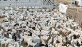 الهلال الأحمر الإماراتي يدخل الفرحة على أهالي حضرموت بعشرات الأضاحي