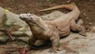 سحالي وكلاب وأسود.. أغرب هدايا تلقاها رؤساء أمريكيون