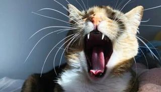 قط - أرشيفية