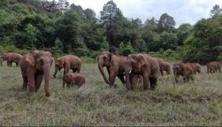 قطيع من الأفيال