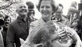 تاتشر تحمل عجلا صغيرا خلال حملتها عام 1979