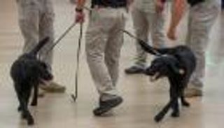 رحلة تخرج الكلاب «البوليسية» في أمريكا.. هذا شرط التأهل