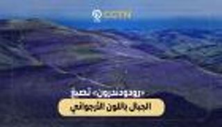 «رودودندرون» تصبغ جبال الصين باللون الأرجواني