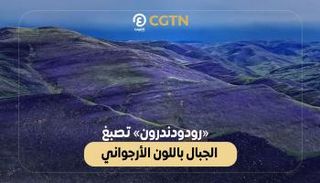 نبات الرودودندرون يوجد منه 40 نوعًا مختلفًا