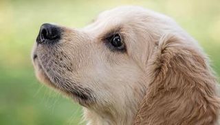 كلب- أرشيفية