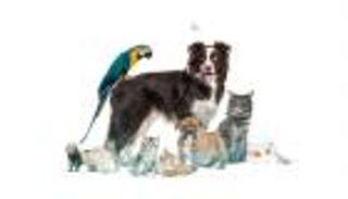 بيزنس رعاية الحيوانات الأليفة قرب 500 مليار دولار.. أكثر ربحية من البشر