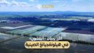 الأرز يجذب «البلشون» في هيلونغجيانغ الصينية