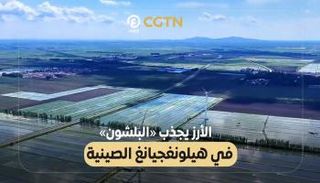 الأرز يجذب «البلشون» في هيلونغجيانغ الصينية